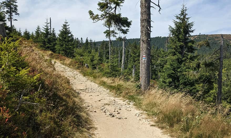 Niebieski szlak na Śnieżnik - szczyt i wieża są już widoczne!