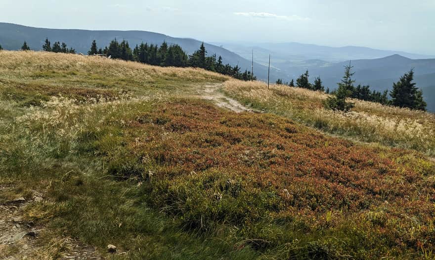 Szlak Stribrnice - Śnieżnik Kłodzki.