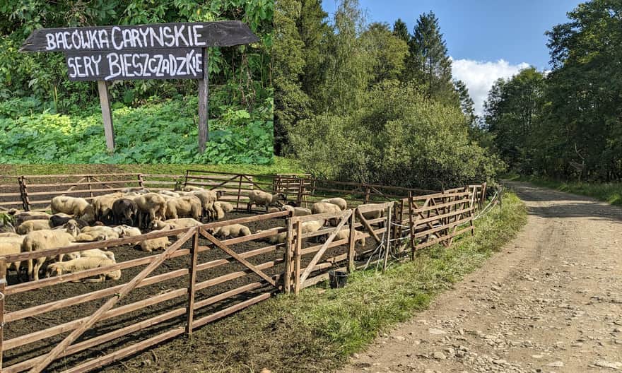 Dolina Caryńskiego - sezonowa bacówka