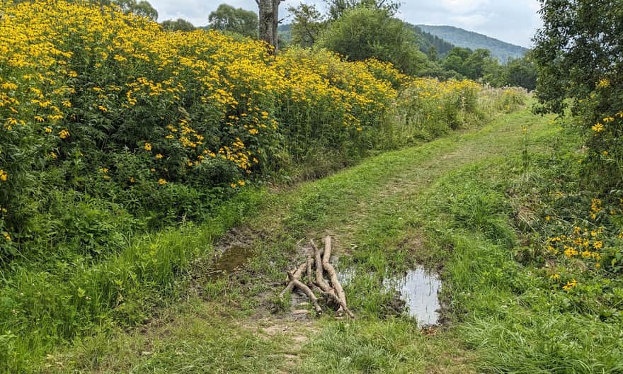 Ścieżka "Bieszczady Odnalezione", Jaworzec. Tak wyglądają polne drogi, łączące poszczególne miejsca pamięci po byłej wsi i jej mieszkańcach.