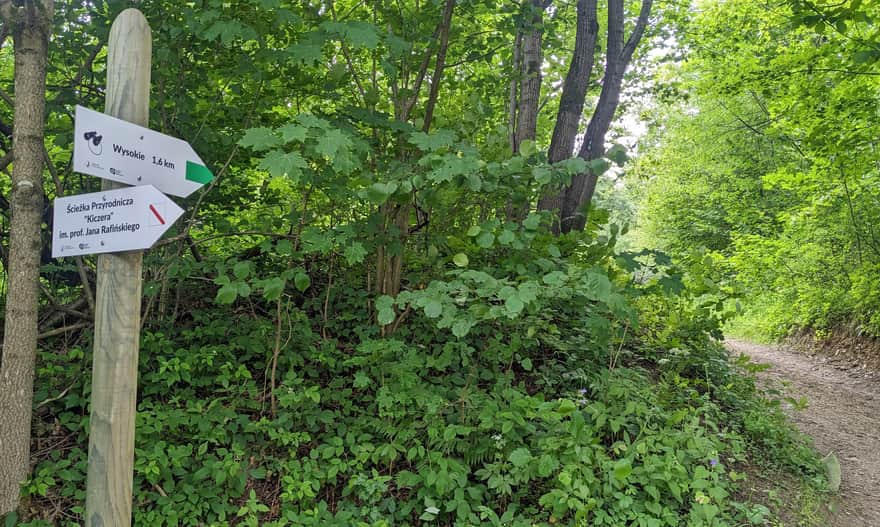 Dojście ze ścieżki Kiczera na widokowy szczyt Wysokie