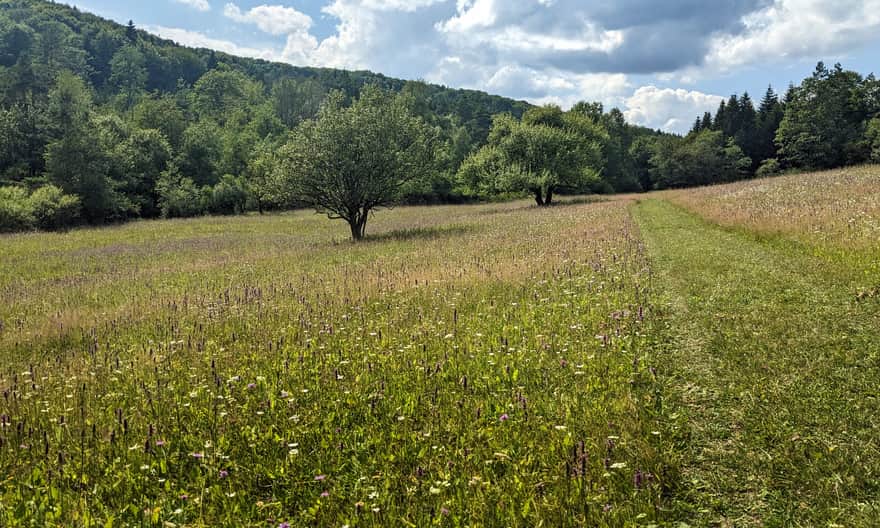 Ścieżka przyrodnicza Kiczera - kwietna łąka