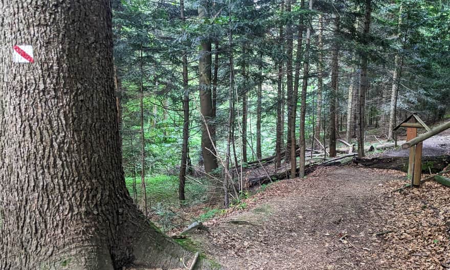 Ścieżka przyrodnicza Kiczera - odcinek leśny