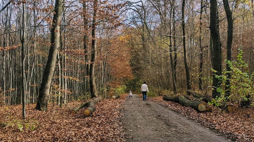 Ścieżki w Lasach Zabierzowskich