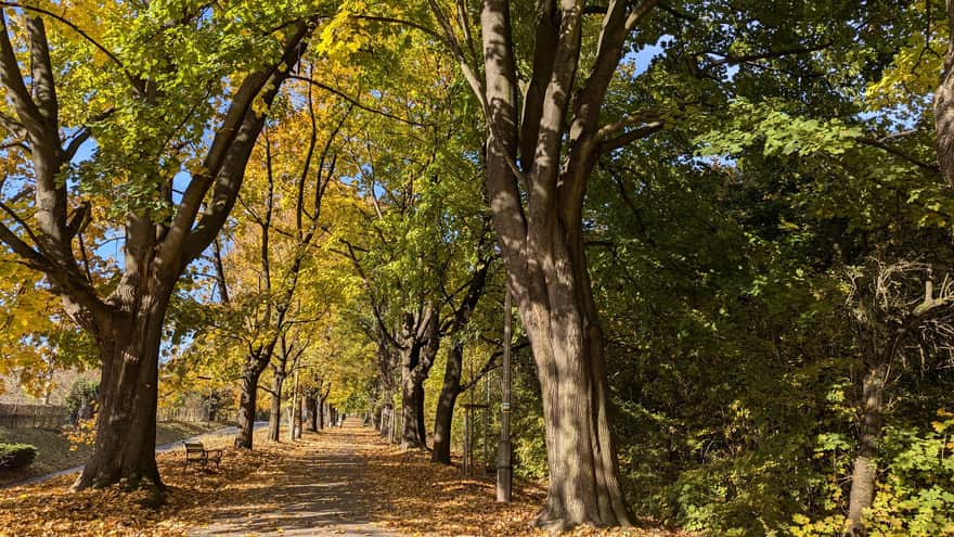 Aleja Wędrowników prowadząca na Kopiec Kościuszki