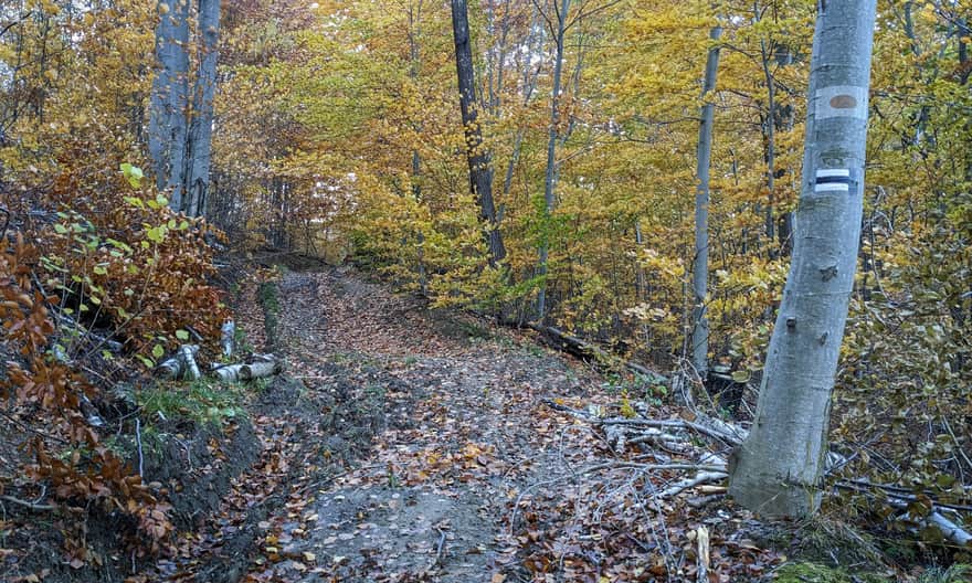 Czarny szlak z Jaworca. 