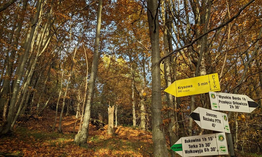 Czarny szlak z Jaworca.  Dojście od szczytu Krysowej.