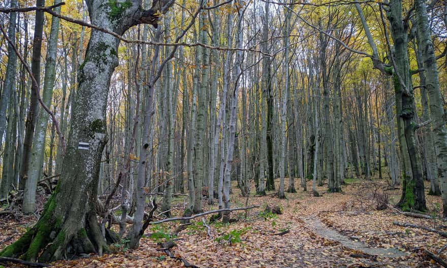Czarny szlak z Jaworca. Bukowy las na Wysokim Berdzie