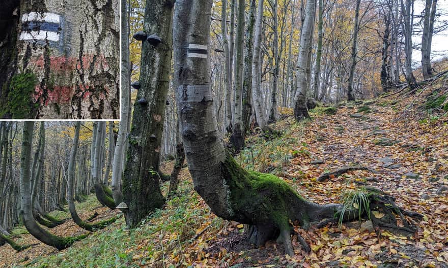 Czarny szlak z Jaworca. Pozostałości "Szlaku Wolnościowego".