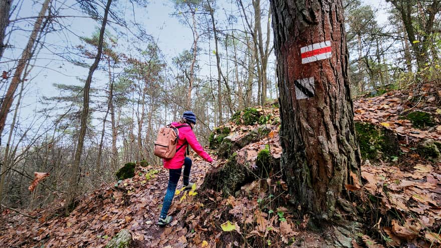 Rezerwat Zelejowa Góra w Chęcinach niedaleko Kielc