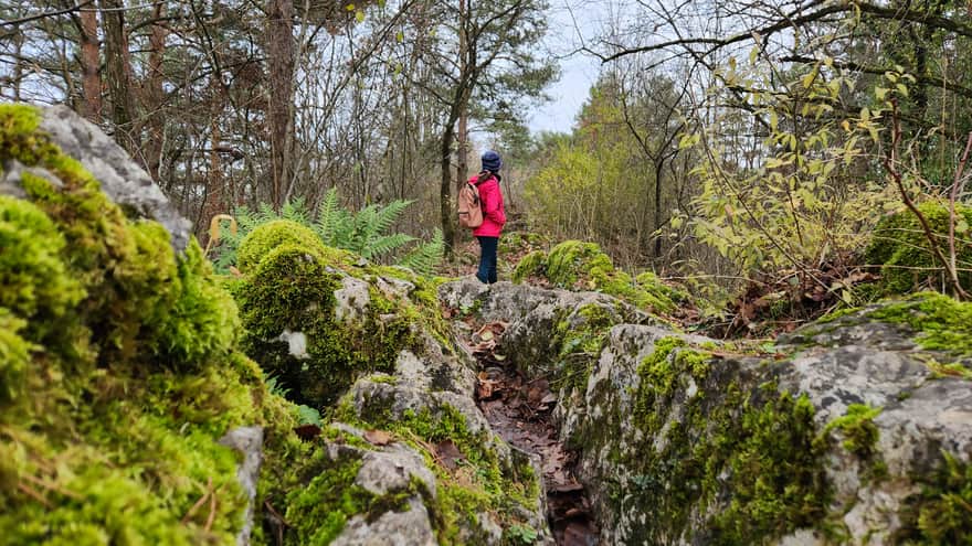 Rezerwat Zelejowa Góra w Chęcinach niedaleko Kielc