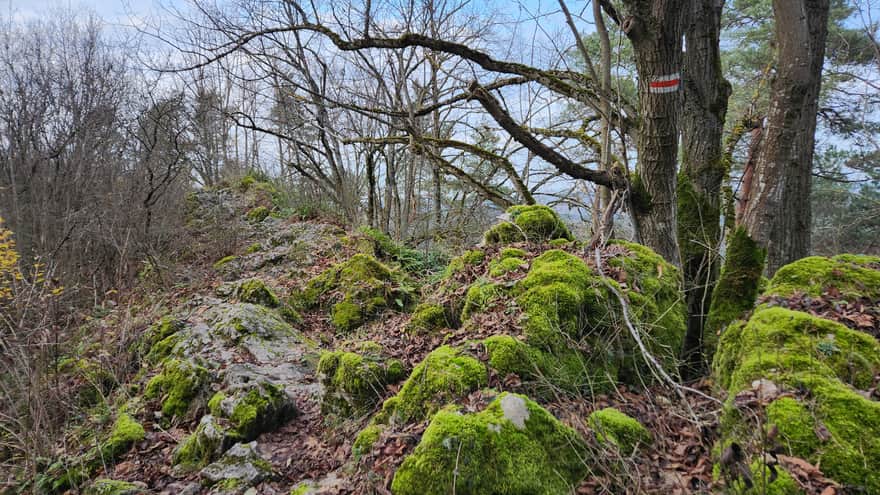 Rezerwat Zelejowa Góra w Chęcinach niedaleko Kielc