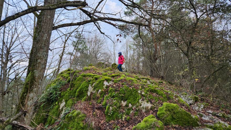 Rezerwat Zelejowa Góra w Chęcinach niedaleko Kielc
