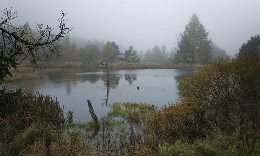 Rezerwat Źródliska Jasiołki, fot. Anna Pacyga