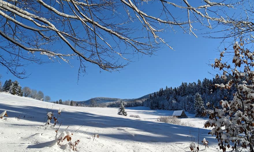 Zielony szlak z Milówki na Halę Boraczą. Ta łąka oznacza, że jesteśmy już u celu!