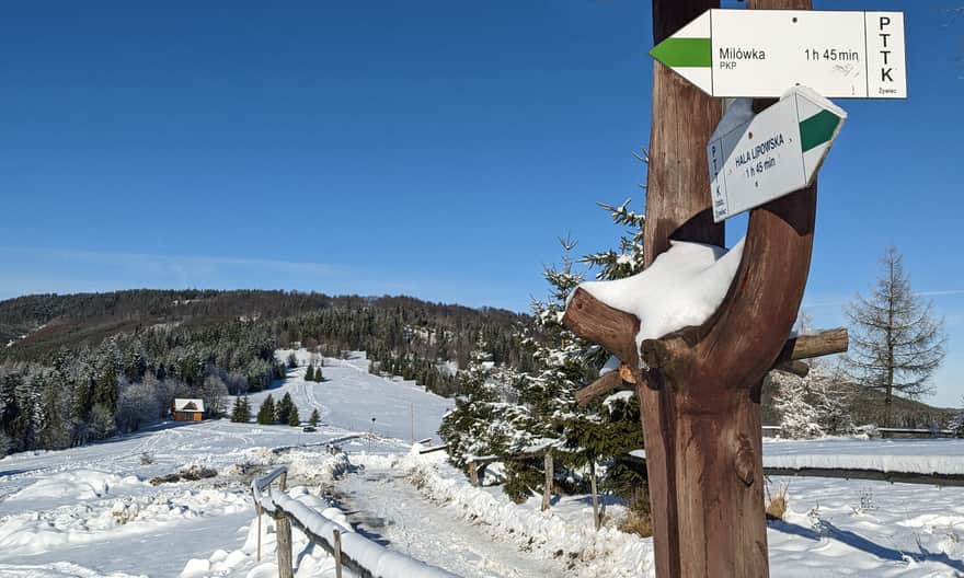 Zielony szlak z Milówki na Halę Boraczą