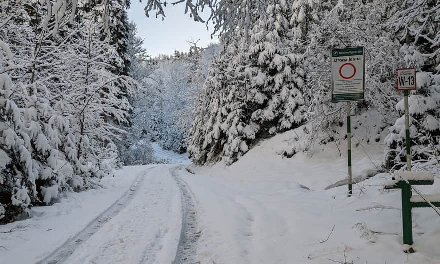 Zielony szlak z Milówki na Halę Boraczą