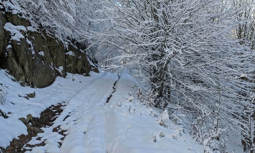 Zielony szlak z Milówki na Halę Boraczą