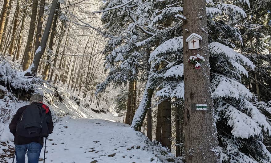 Zielony szlak z Milówki na Halę Boraczą