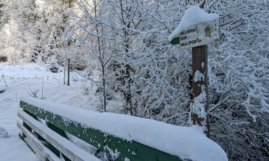 Zielony szlak z Milówki na Halę Boraczą