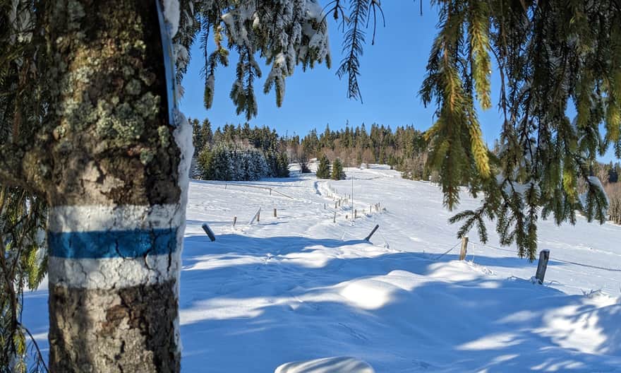 Niebieski szlak z Hali Boraczej na Prusów, 1010 m n.p.m.