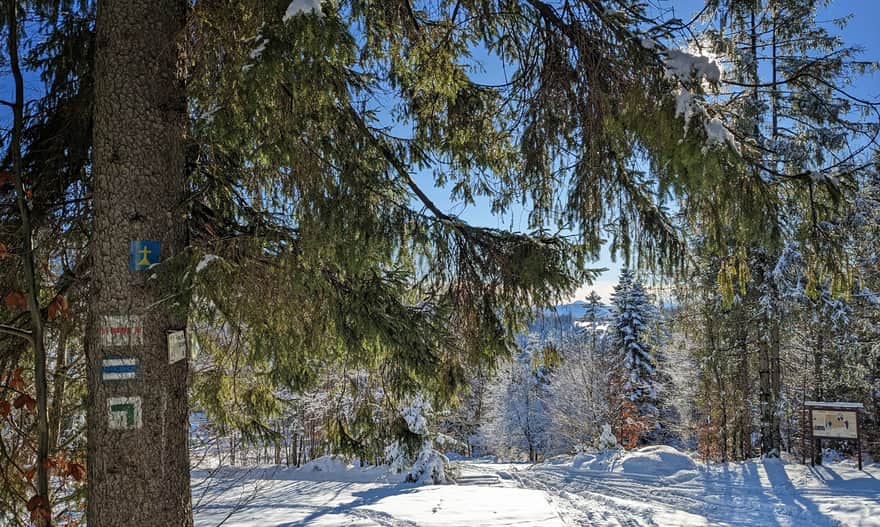 Niebieski szlak z Hali Boraczej na Prusów: tablica partyzancka i tajmeniczy szczyt w "okienku"