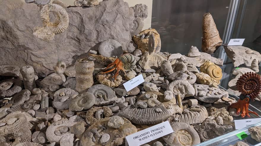 Kolekcja Minerałów Ziemi Olkuskiej i Skamieniałości Jury Krakowsko-Częstochowskiej