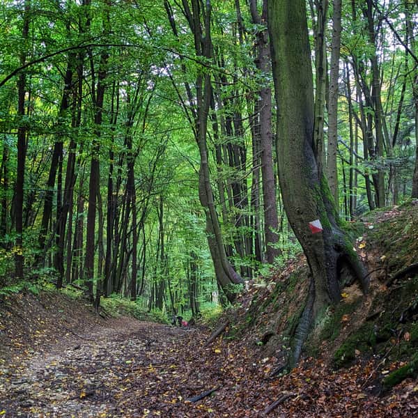 Ze Smardzowic do centrum Ojcowa