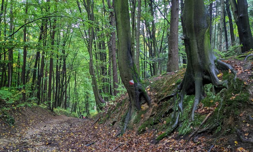 Ze Smardzowic do centrum Ojcowa: ścieżka przyrodniczo-historyczna