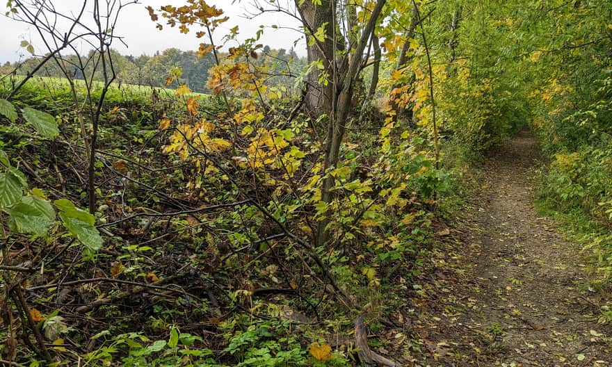 Ze Smardzowic do centrum Ojcowa - dojście do lasu