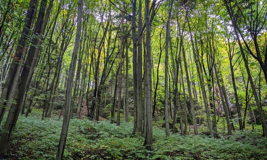 Ze Smardzowic do centrum Ojcowa