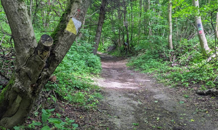 Drewniana Droga: Skała - Ojców