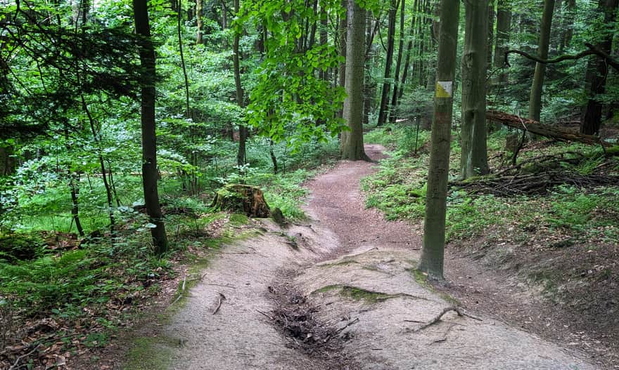 Drewniana Droga: Skała - Ojców