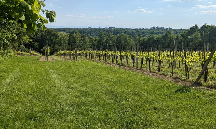 Ze Smardzowic do Doliny Prądnika i Ojcowa - winnica "z widokiem". Podobno nosi ona piękną nazwę "Winnica Słońce i Wiatr"