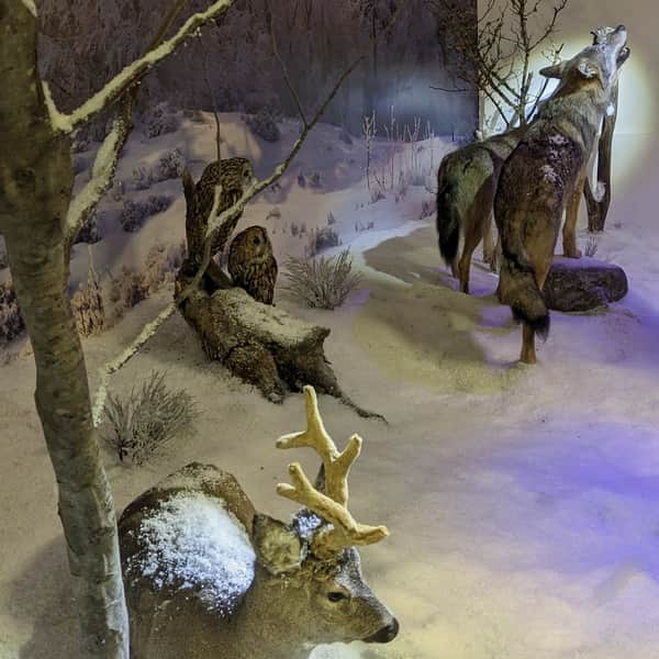 Muzeum Przyrodnicze w Centrum Promocji Leśnictwa, Muczne