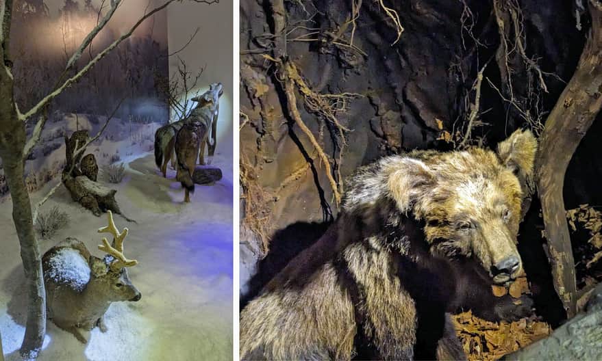 Muzeum Przyrodnicze przy Centrum Promocji Leśnictwa, Muczne