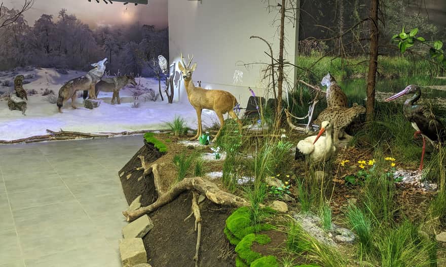 Muzeum Przyrodnicze przy Centrum Promocji Leśnictwa, Muczne