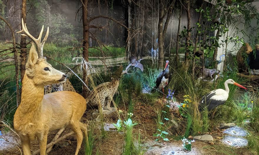 Muzeum Przyrodnicze przy Centrum Promocji Leśnictwa, Muczne