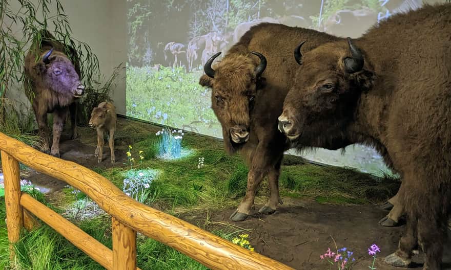 Muzeum Przyrodnicze przy Centrum Promocji Leśnictwa, Muczne