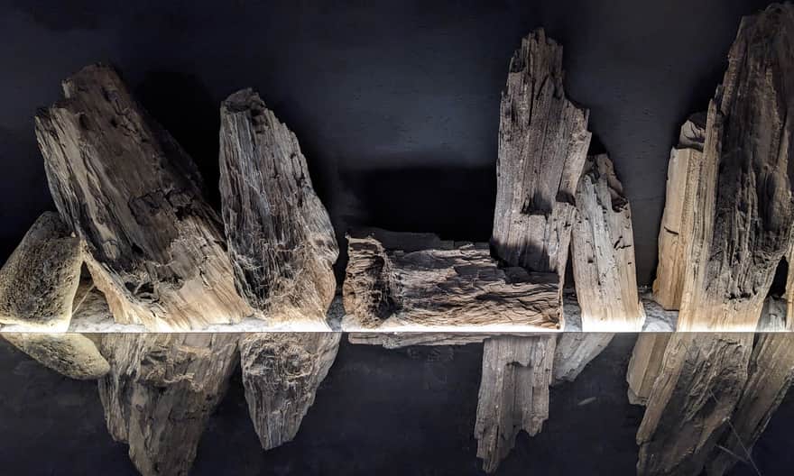 Skamieniałe drewno w Ośrodku Edukacyjno-Muzealnym Roztoczańskiego Parku Narodowego w Zwierzyńcu