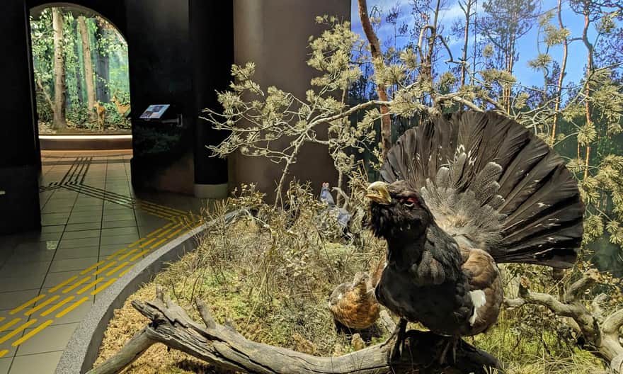 Wystawa przyrodnicza w Ośrodku Edukacyjno-Muzealnym Roztoczańskiego Parku Narodowego w Zwierzyńcu