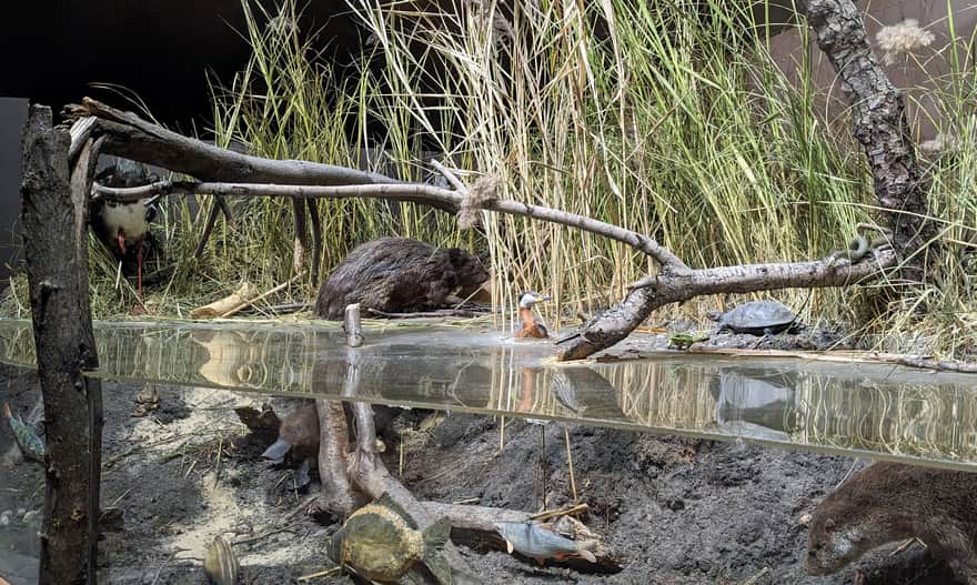 Wystawa przyrodnicza w Ośrodku Edukacyjno-Muzealnym Roztoczańskiego Parku Narodowego w Zwierzyńcu
