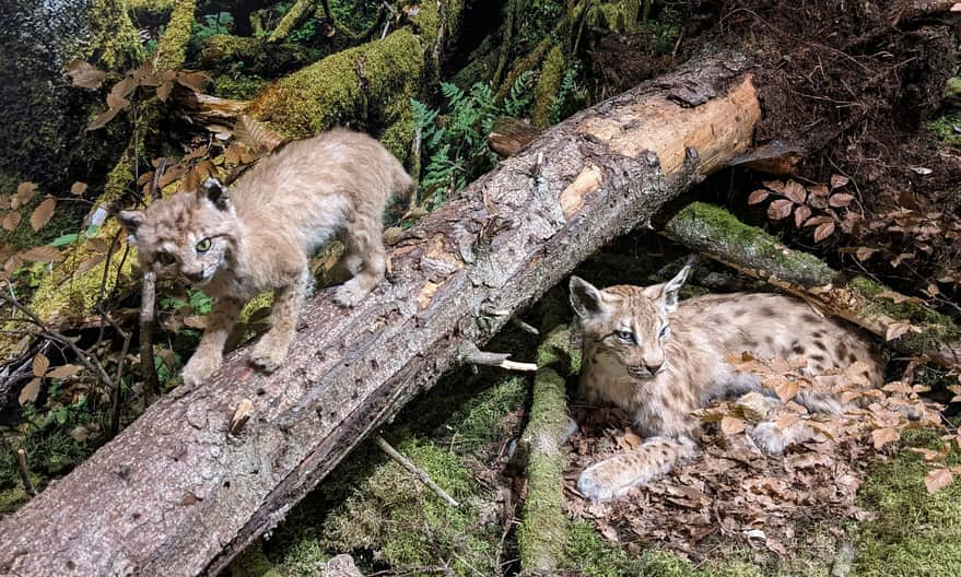 Wystawa przyrodnicza w Ośrodku Edukacyjno-Muzealnym Roztoczańskiego Parku Narodowego w Zwierzyńcu