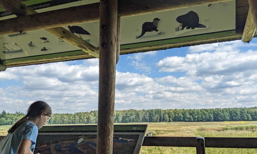 Wieża widokowa nad Stawami Echo w Zwierzyńcu