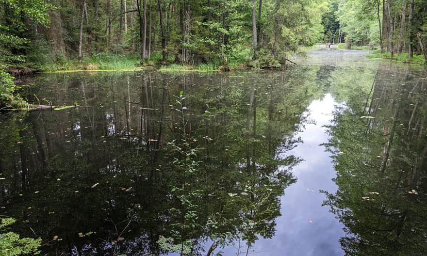 Czarny Staw, Zwierzyniec. Roztoczański Park Narodowy