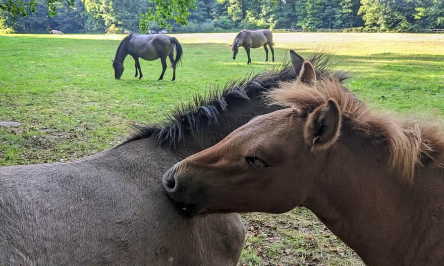 Koniki polskie - hodowla zachowawcza w Roztoczańskim Parku Narodowym