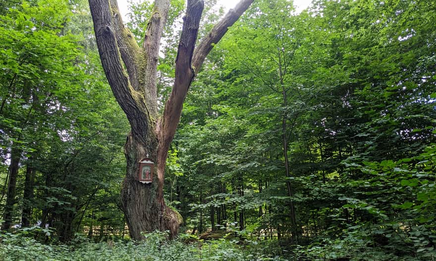 Osada leśna Florianka - wiekowy dąb, pomnik przyrody
