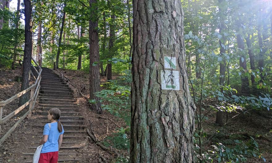 Zielona ścieżka spacerowa - schody łączące teren Parku Zwierzyńczyk z terenem RPN i prowadzące w stronę Muzeum Przyrodniczego i Stawów Echo