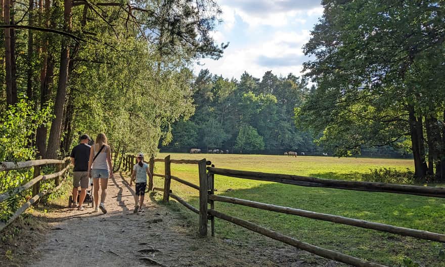 Pastwisko koników polskich na granicy Parku Zwierzyńczyk i terenu Roztoczańskiego Parku Narodowego