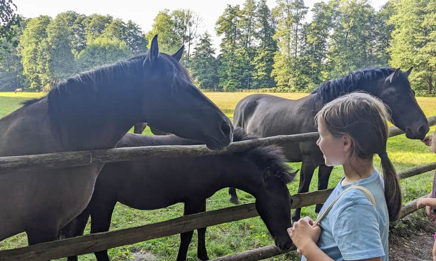 Koniki polskie na pastwisku na granicy Parku Zwierzyńczyk i terenu Roztoczańskiego Parku Narodowego